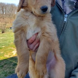 Golden Retriever Puppies from Emma's Golden Puppers