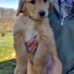 Golden Retriever Puppies from Emma's Golden Puppers