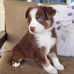 Australian Shepherd Puppies from RussKris Farms Aussies