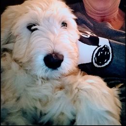 Goldendoodle Puppies from SUPERDog Doodles