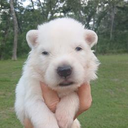 Light Brown - White male German Shepherd puppy in Bexar County, Texas from Scenic Creek German Shepherds and White Swiss Shepherds