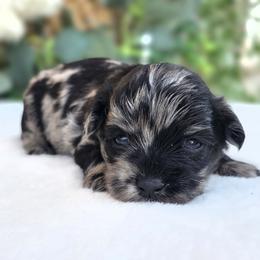Havapoo puppies from Farquharson's Poodles&Doodles