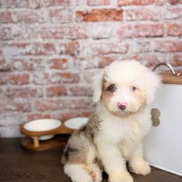 Neapolitan BLUE EYES - male Australian Mountain Doodle puppy in Sweetwater, Florida from Sandy Snout Doodles