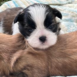 Bangers - Black gold and white male Shih Tzu puppy in Bloomfield, Indiana from Meihem Pups