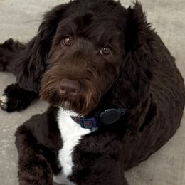 Max - Australian Labradoodle