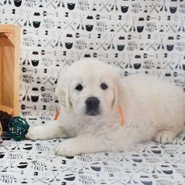 Golden Retriever Puppies from ElkRidge Goldens