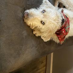 Lola - Labradoodle