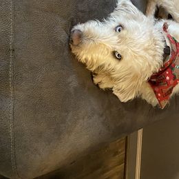 Lola - Labradoodle