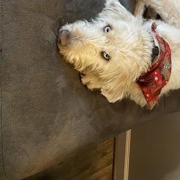 Lola - Labradoodle