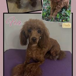 Fia - Poodle