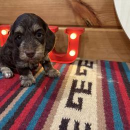Silky chocolate and cream - Chocolate and cream male Dachshund puppy in Pleasant Plains, Arkansas from JGBs Dachshunds