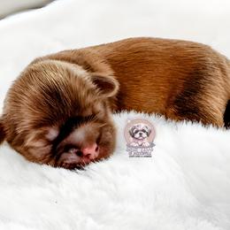 Boy 2 - male Shih Tzu puppy in Jacksonville, Florida from Shih Tzus of Jacksonville