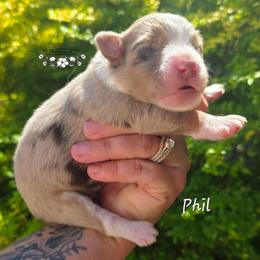 Phil - Brown merle male Aussiedoodle puppy in Vinemont, Alabama from Cotton Country Kennels