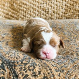 Eggnog - Blenheim male Cavalier King Charles Spaniel puppy in Agua Dulce, California from Windy Pines Ranch