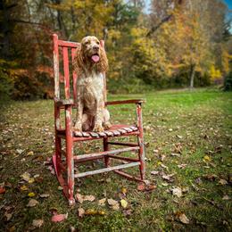 Sugar - English Springer Spaniel