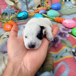 Zeus - Blue male Australian Cattle Dog puppy in Clovis, California from Miller Australian Cattle Dogs