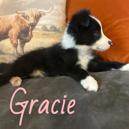 Gracie - Black and white female Border Collie puppy in Rocky, Oklahoma from SoCal/Promise Land Border Collies