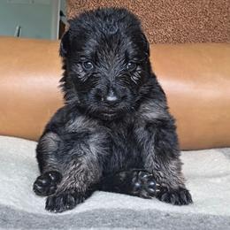 Abigail - Black and red female German Shepherd puppy in Columbus, Indiana from Stony Lonesome GSD