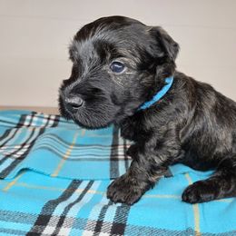 Puppy 6 - Brindle male Scottish Terrier puppy in San Tan Valley, Arizona from For the love of Scotties