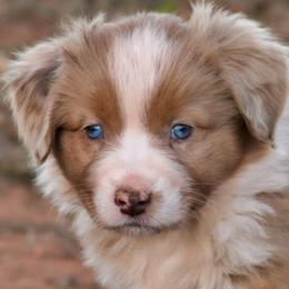 Mary - Red merle female Australian Shepherd puppy in Tuscola, Texas from Rockin D Ranch