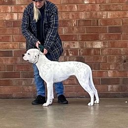 Ma - American Bulldog