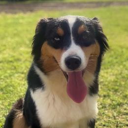 Maggie - Miniature Australian Shepherd