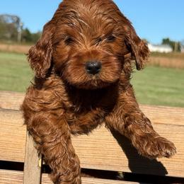 Waylon - Red  male Goldendoodle puppy in Statesville, North Carolina from Ashley's Doodles