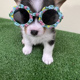 Pembroke Welsh Corgi Puppies from Chases Dream Kennel