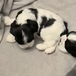 Cocker Spaniels from Retrograde Kennels