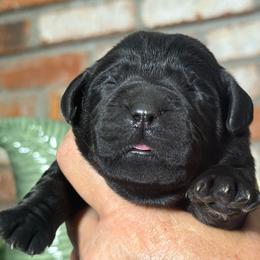 Apricot - Black female Labrador Retriever puppy in Dixon, California from Rosslyn Labradors (Rose-Line)