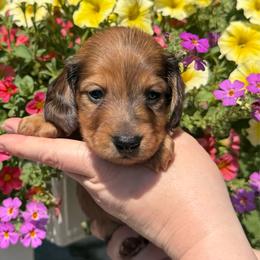 Shaded red dapple - Dapple male Dachshund puppy in Santa Rosa, California from Signature Mini Dachshunds