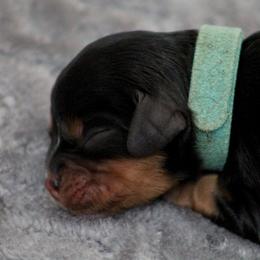 Andrina - Black and tan female Cavalier King Charles Spaniel puppy in Granite Falls, North Carolina from Country Life Cavaliers