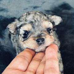 Pup 3 - Merle female Shichon puppy in Grand Rapids, Michigan from Great Lakes Teddy Bear Dogs