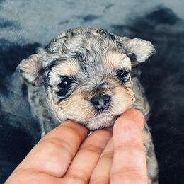 Pup 3 - Merle female Shichon puppy in Grand Rapids, Michigan from Great Lakes Teddy Bear Dogs