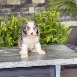 Lady Jane - Merle female Double Doodle puppy in Millersburg, Ohio from T Sanctum