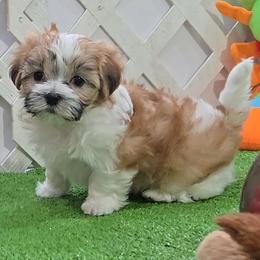 Wilma - Black gold and white female Mal-Shi puppy in Aurora, Missouri from KnJ Precious Paws LLC