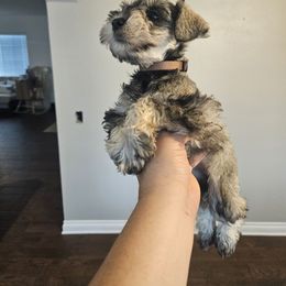 Female 2 - Salt and pepper female Miniature Schnauzer puppy in Chino, California from So Cal Schnauzer