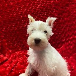 Miniature Schnauzers and Yorkshire Terriers from Hammer Ranch