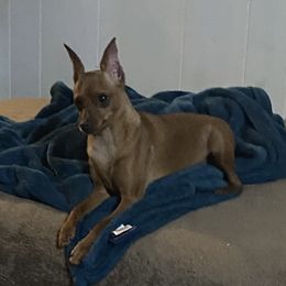 Wildfire - Miniature Pinscher