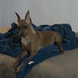 Wildfire - Miniature Pinscher