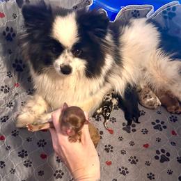 Girl 2 - Chocolate female Pomeranian puppy in Stroud, Oklahoma from Laik’s Little Shihtz & Poms