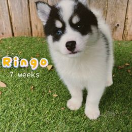 Ringo - White male Pomsky puppy in Winston, Oregon from Arctic Tails Spitz