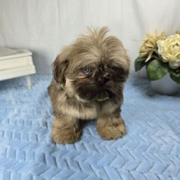 Honey love - Liver male Shih Tzu puppy in Hialeah, Florida from Shih Tzu Miami