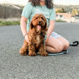 Black collar boy - Red  male Goldendoodle puppy in Spokane, Washington from Dream Doodles in Spokane WA