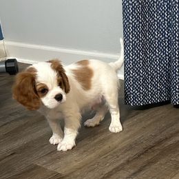Cavalier King Charles Spaniel Puppies from Creekside Cavaliers