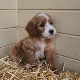 Pumpkin Pie - Cream male Goldendoodle puppy in Daytona Beach, Florida from Beach Doodles