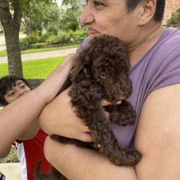 Goldendoodle Puppies from Labradoodleday
