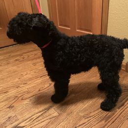 Kerry Blue Terrier Puppies from Watch Em’ Spar Kerry Blue Terriers
