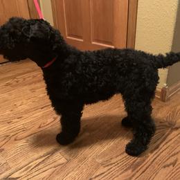 Kerry Blue Terrier Puppies from Watch Em’ Spar Kerry Blue Terriers