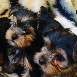 Yorkshire Terriers from Forever Yorkies FL